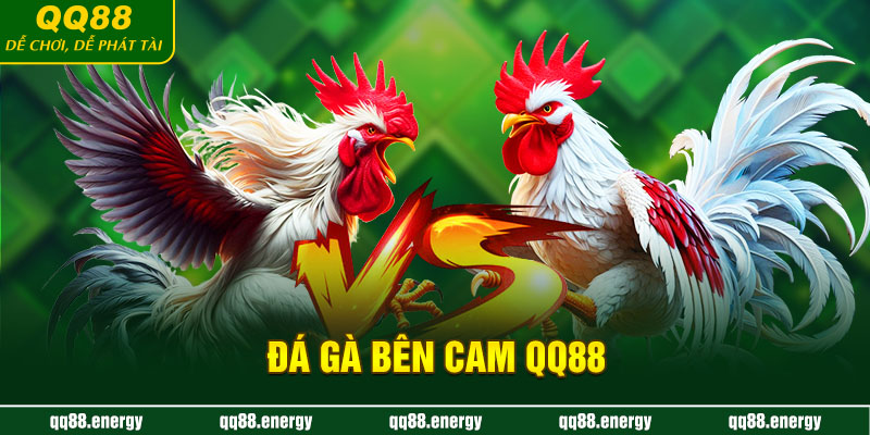 Đá gà bên cam